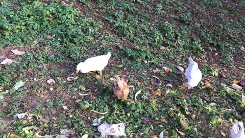 Feeding chickens on the farm Stock Footage 146047101