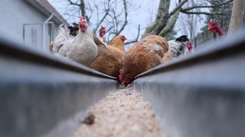 Feeding chickens in a feeder Stock Footage 177494684