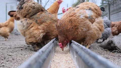 Feeding chickens in a feeder Stock Footage 177503081