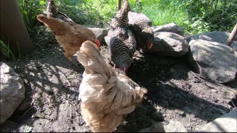 Feeding the chickens. Video stock 134726201