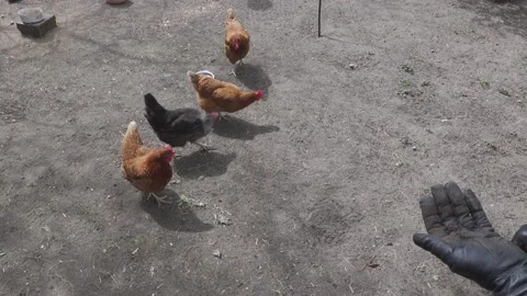Feeding chickens. Stock-Footage 155020832