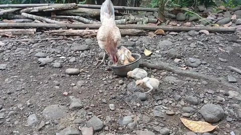 Feeding the chickens Stock Footage 318376547