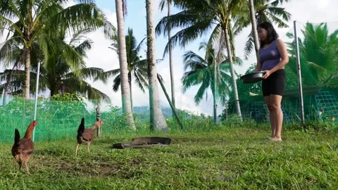 Feeding the chickens Stock Footage 320228220