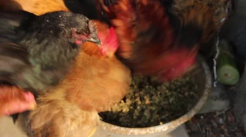 Feeding chickens in the garden Stock Footage 52373548