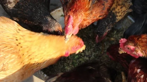 Feeding chickens in the garden Stock Footage 52373550