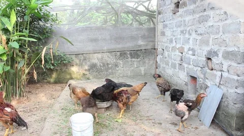 Feeding chickens in the garden Stock Footage 52373552
