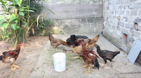 Feeding chickens in the garden Stock Footage 52373553