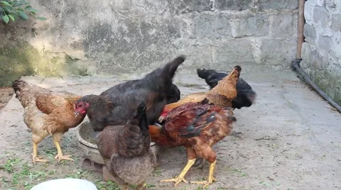 Feeding chickens in the garden Stock Footage 52373556