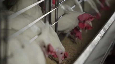 Feeding chickens inside of the incubators cages at the agricultural food plant Stock Footage 252487656