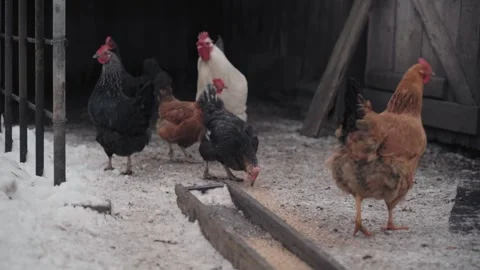 Feeding chickens in winter. on the background of a chicken coop Stock Footage 297453957