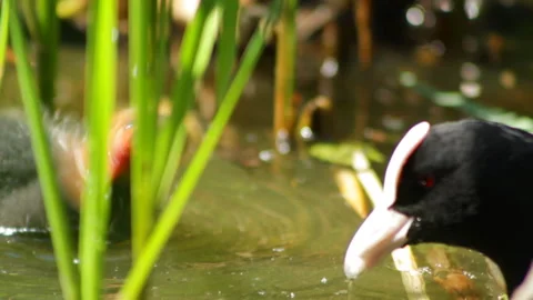 Feeding chicks 库存影片 91738883