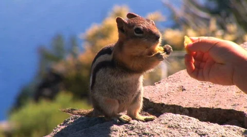 Feeding chipmunk Stockbeeldmateriaal 419810
