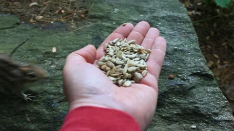 Feeding a Chipmunk 스톡 동영상 64800152