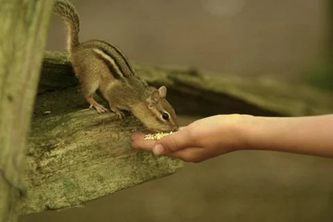 Feeding a chipmunk Stock Photos