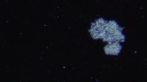 Feeding ciliate under Dark field Microscope 스톡 동영상 80362102