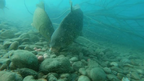 Feeding Common carp (cyprinus carpio) 動画素材 99397096