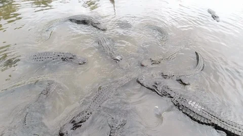 Feeding a congregation of American Alligators. Stock Footage 126218931