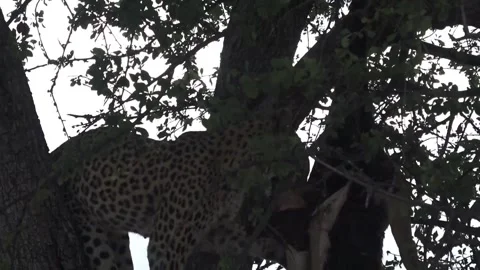 Feeding continues; bite-reset-bite rhythm — Part 16 Stock Footage 320790206