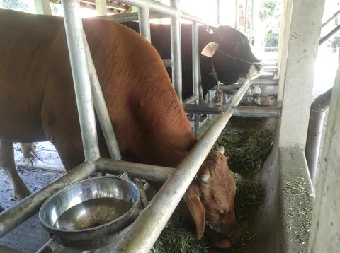 Feeding a cow closed up Stock Photos