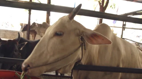 Feeding cow Stock Footage 60247878