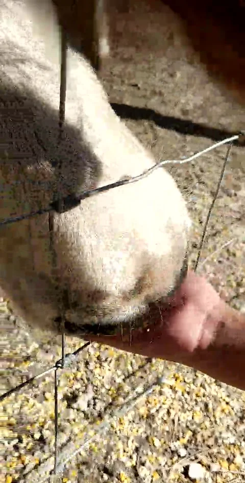 Feeding a cow Stock Footage 219589301