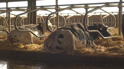 Feeding cows at the barn 4K Stock Footage 57308770