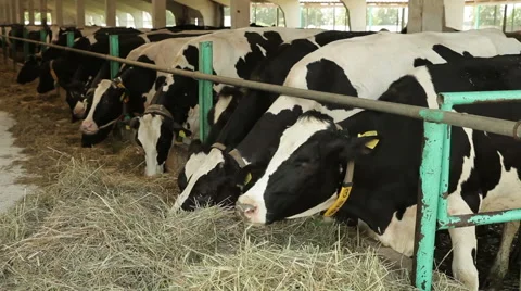 Feeding of cows on a farm in Belarus Stock Footage 60072784