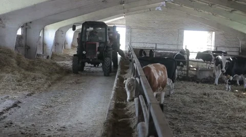 Feeding cows on the farm Stock Footage 45199761