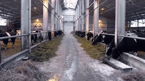 Feeding Cows on the Farm Stock Footage 70749329