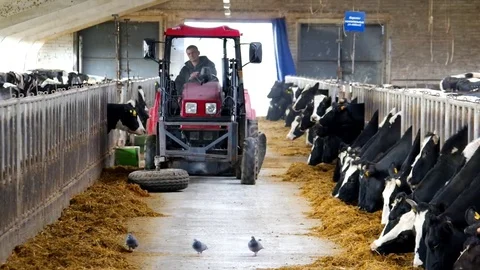 Feeding Cows on a Farm Video stock 76334576
