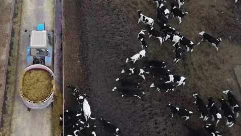 Feeding cows on the farm Stock Footage 196796925