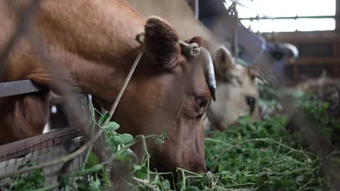 Feeding cows in a farm Video stock 278523782