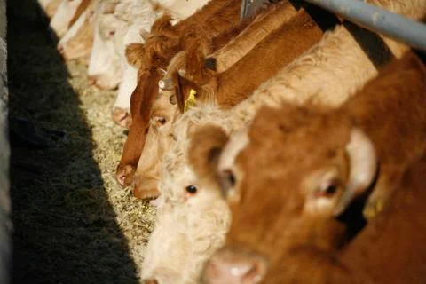 Feeding cows at the farm Stock Photos