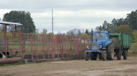 Feeding of cows on the farm using tractor Stock Footage 55666333
