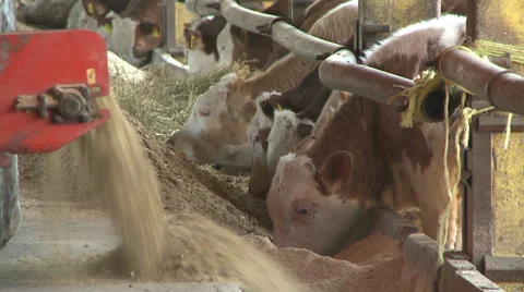 Feeding cows Stock Footage 38909888