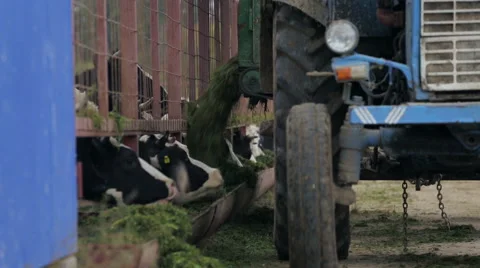 Feeding of cows Stock Footage 55666326