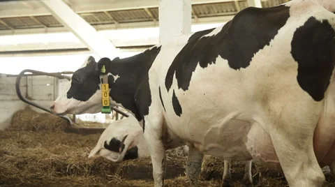 Feeding of cows Stock Footage 60072728