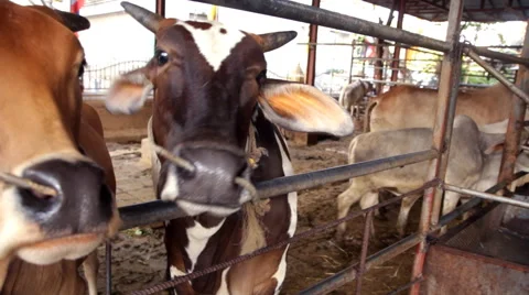 Feeding cows Video stock 60958019