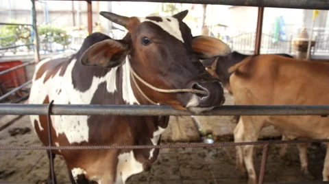 Feeding cows Stock Footage 60958297