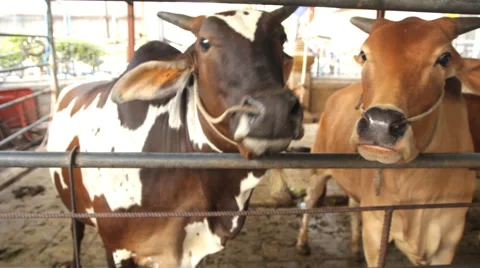 Feeding cows Video stock 60958980