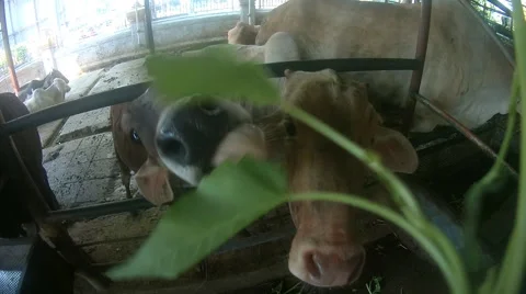 Feeding cows Stock-Footage 62791923