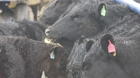 Feeding cows Stock-Footage 198469230