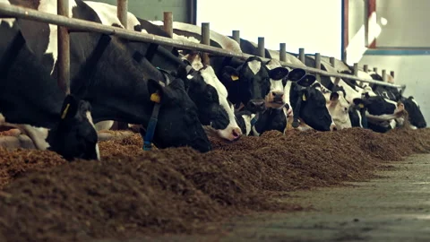 Feeding cows hay in cowshed barn of modern agricultural animal production farm Vídeo Stock 209910541