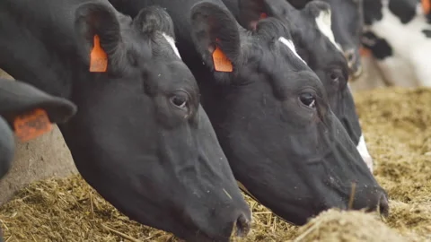Feeding cows with hay. Видео 151725157