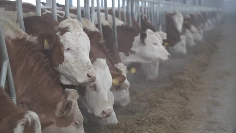 Feeding cows at an industrial complex Stock Footage 233777371