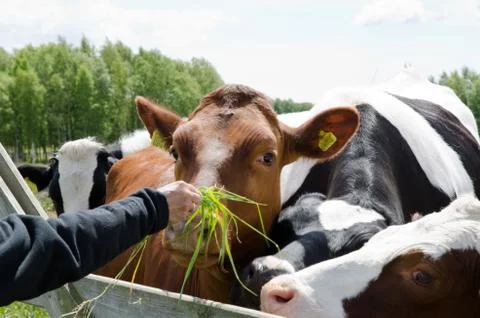 Feeding cows Stock Photos