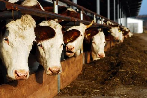 Feeding cows Stock Photos