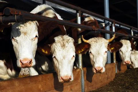 Feeding cows Stock Photos