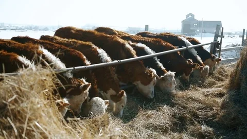 Feeding cows in a russian winter Video stock 73569800