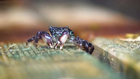 Feeding Crab Stock Footage 145730985